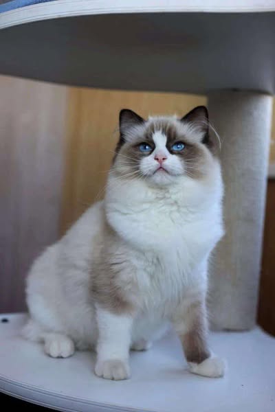 Ragdoll