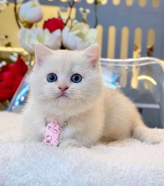 Munchkin