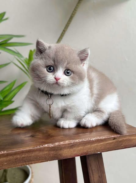 Munchkin
