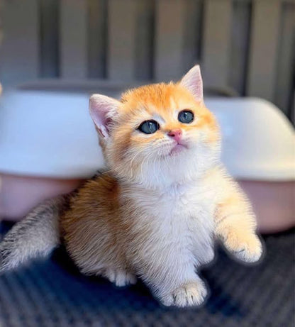 Munchkin