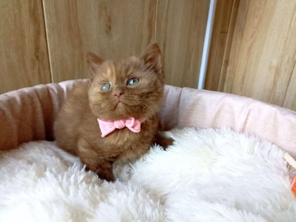 British Shorthair