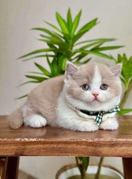 Munchkin