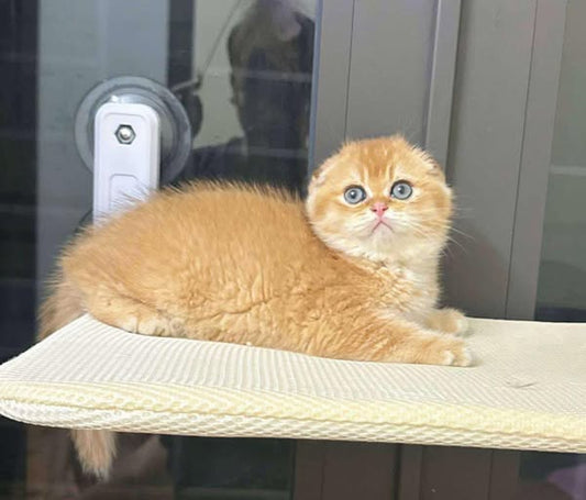 Scottish Fold