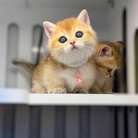 Munchkin