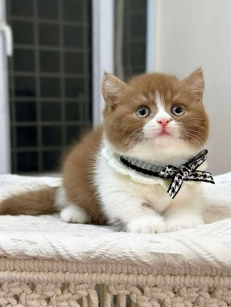 Munchkin