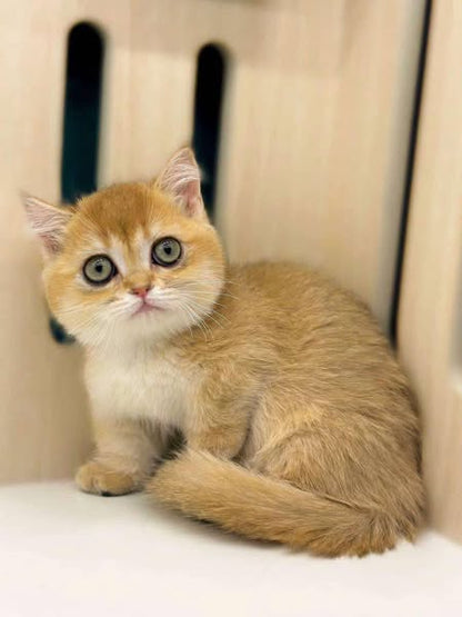 Munchkin