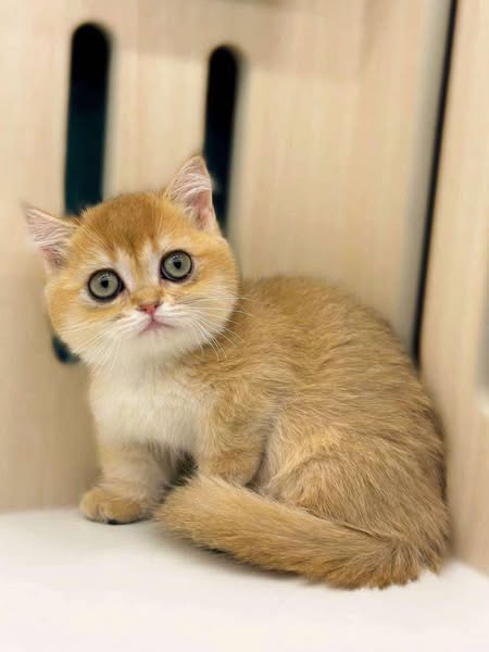 Munchkin