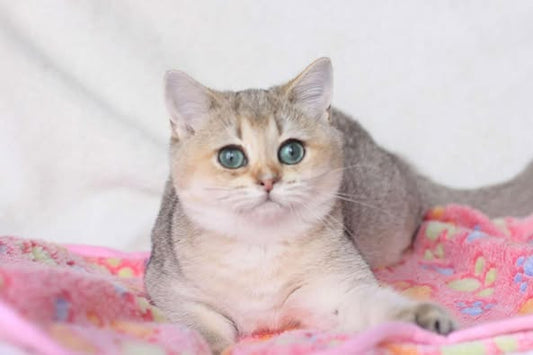 British Shorthair