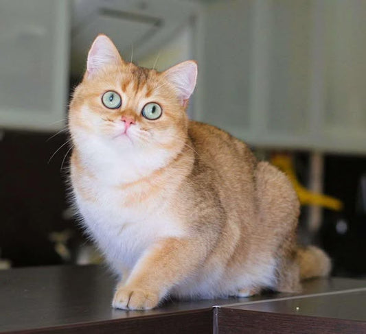 British Shorthair
