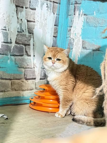 British Shorthair