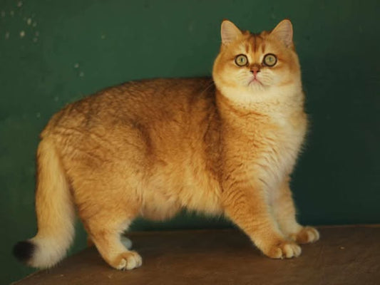 British Shorthair