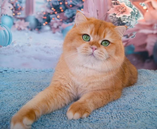 British Shorthair