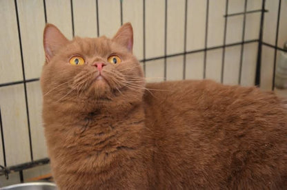 British Shorthair