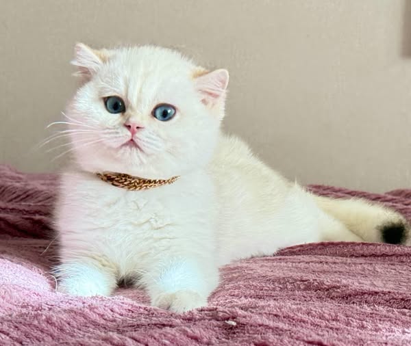 British Shorthair