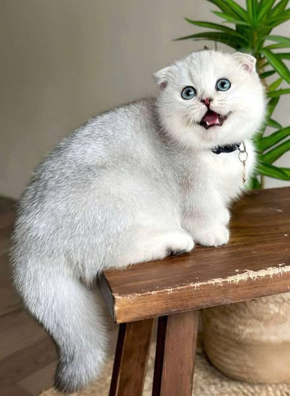 Munchkin Fold
