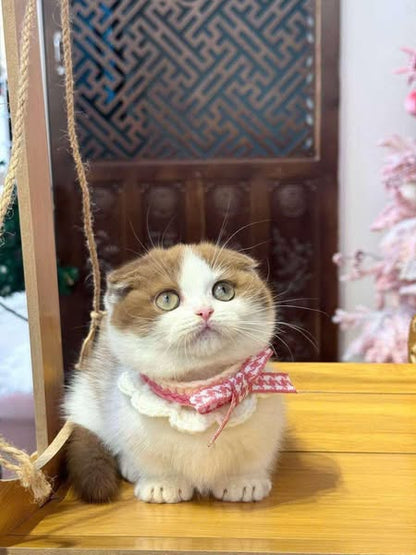 Munchkin Fold
