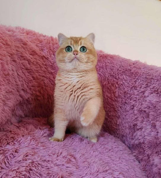 British Shorthair