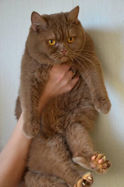 British Shorthair