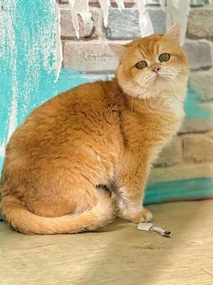 British Shorthair