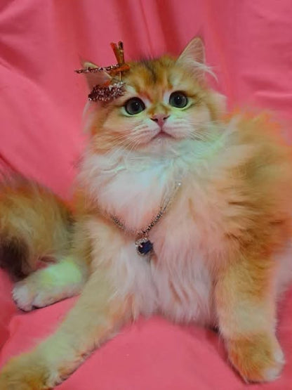 British Longhair