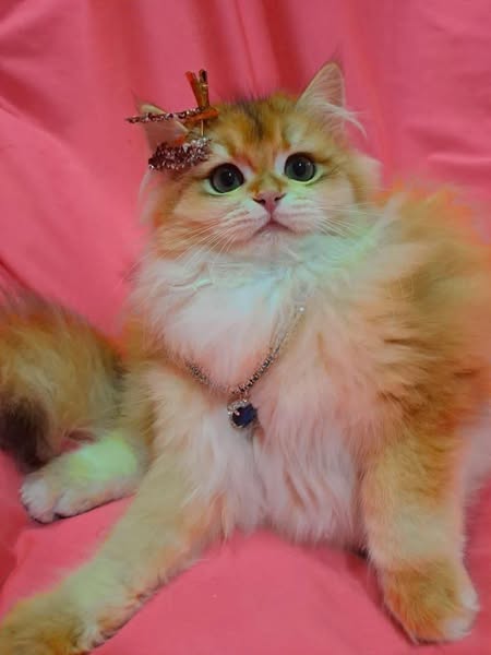 British Longhair
