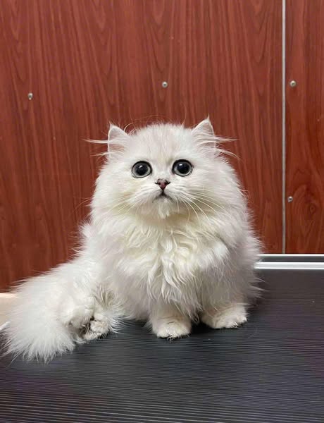 British Longhair