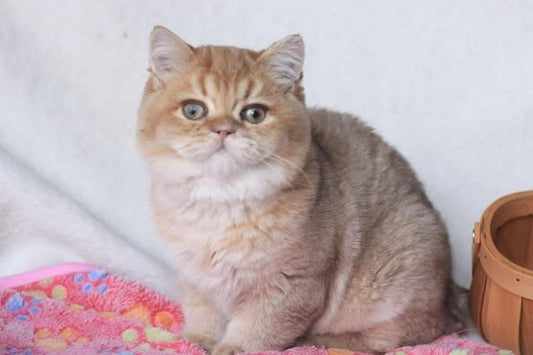 British Shorthair