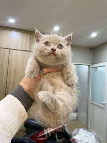 Munchkin