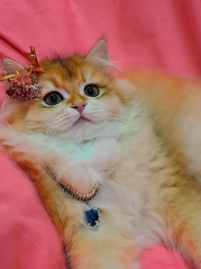 British Longhair