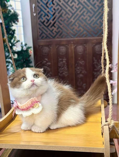 Munchkin Fold