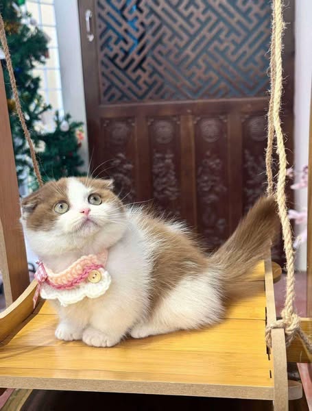 Munchkin Fold