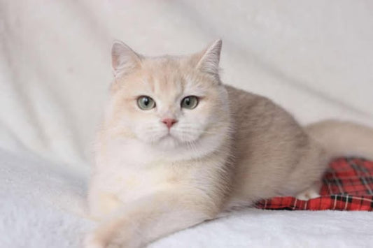 British Shorthair