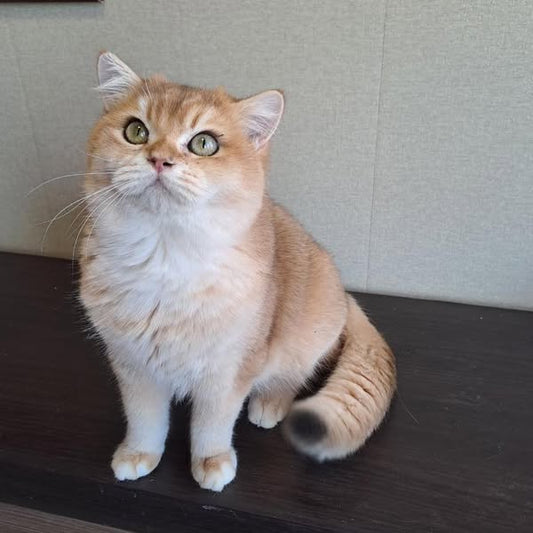 British Shorthair