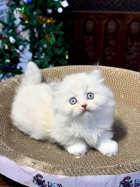 Munchkin