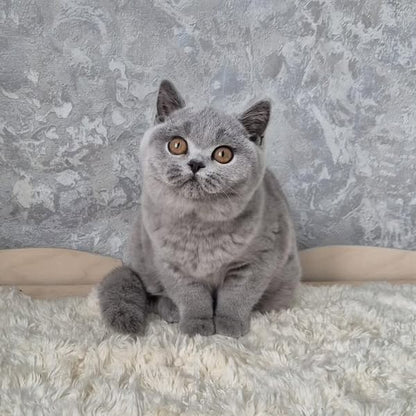 British Shorthair