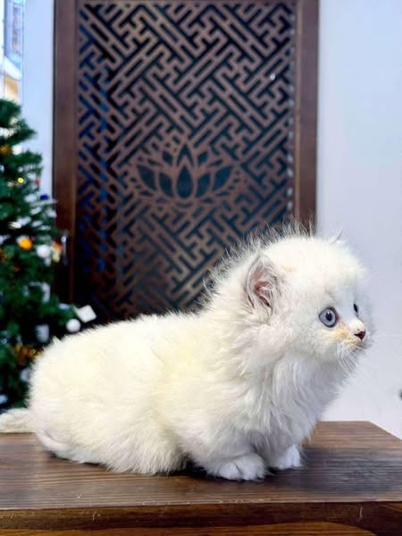 Munchkin