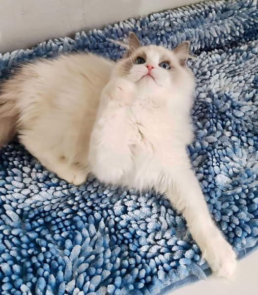 Ragdoll