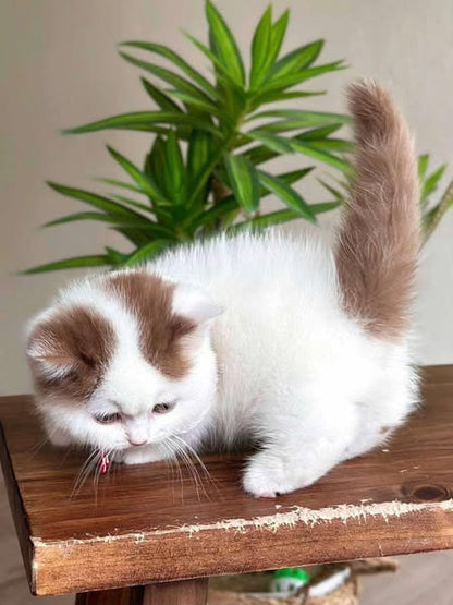 Munchkin