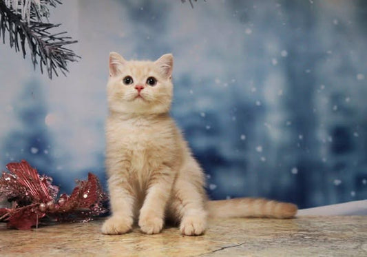 British Shorthair