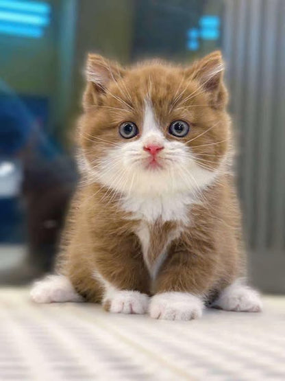 British Shorthair