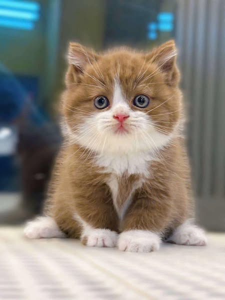British Shorthair