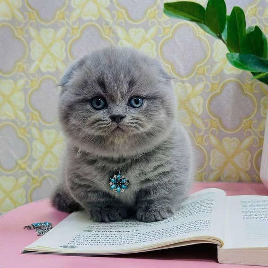 Munchkin Fold