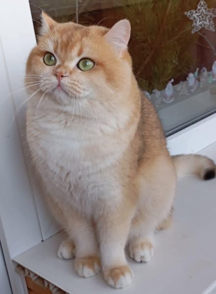 British Shorthair