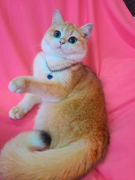 British Shorthair