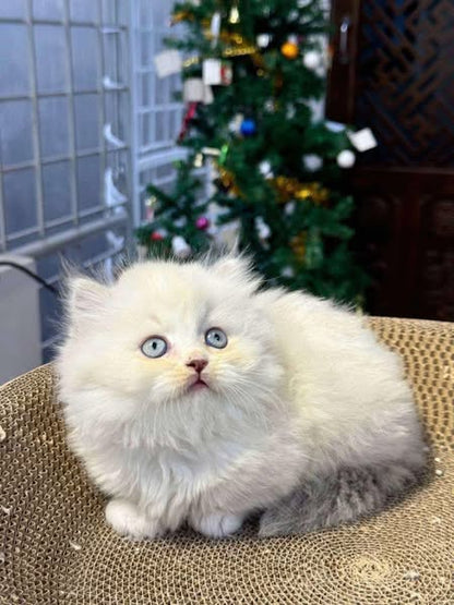 Munchkin