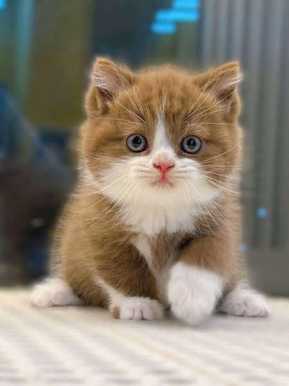 British Shorthair