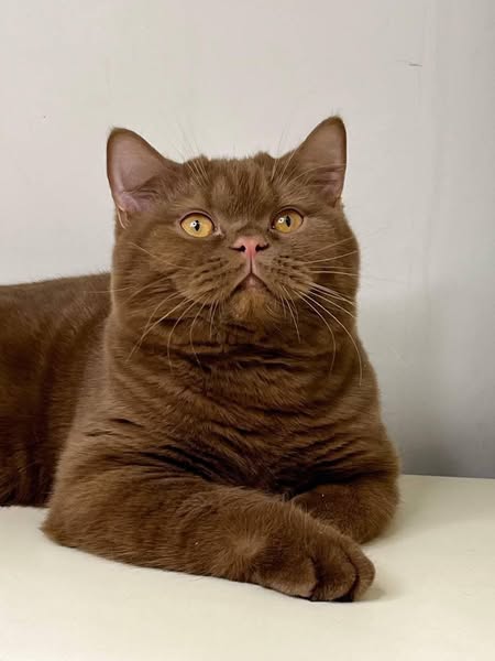 British Shorthair
