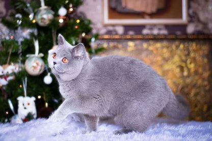 British Shorthair