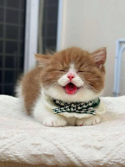 Munchkin