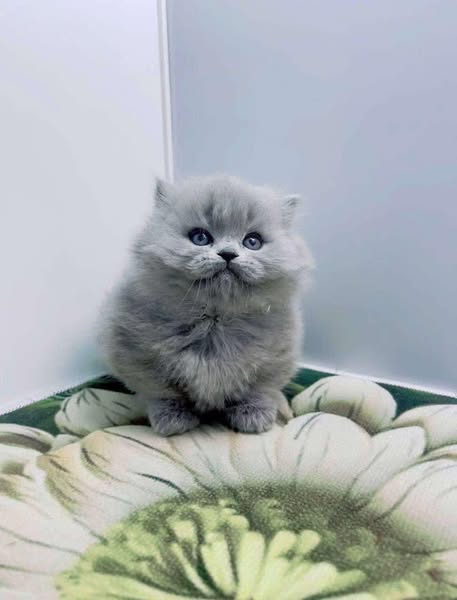 Munchkin Longhair